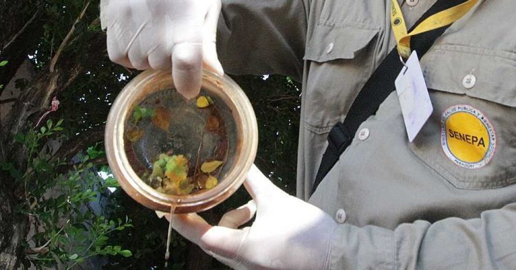 Dengue: Senepa reporta un nivel de cantidad de criaderos importante