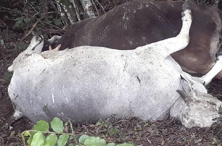 Vacas «amanecieron» sin lengua, sin ojos y sin una gota de sangre en Caaguazú