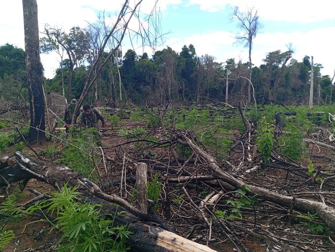 Destruyen campamentos y plantaciones de marihuana en reserva forestal