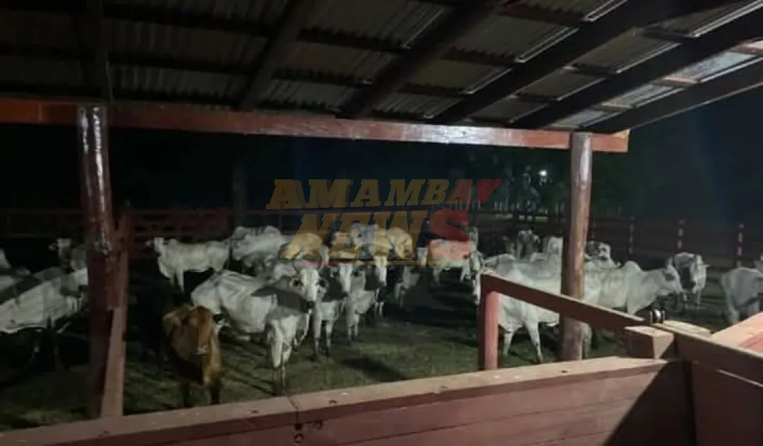 Concepción: incautan 120 animales vacunos durante control rutinario