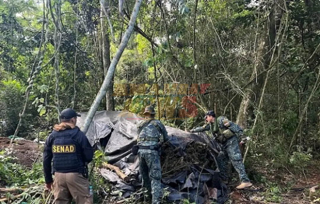 SENAD y Fundación Moisés Bertoni eliminaron cultivos ilegales en la reserva Mbaracayú