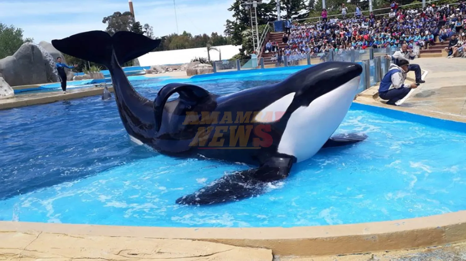 Murió la última orca en cautiverio de Latinoamérica