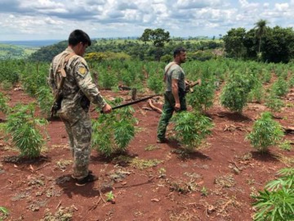 Destruyen plantación de marihuana en Cerro Kuatia