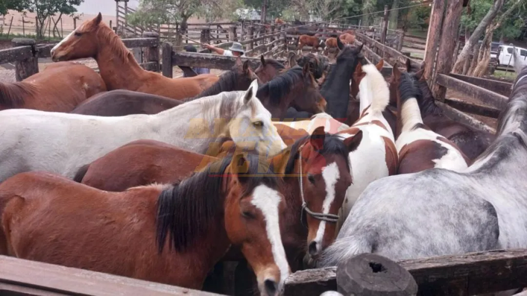 Refugios para animales “jubilados” acoge a 2.000 caballos y 820 perros