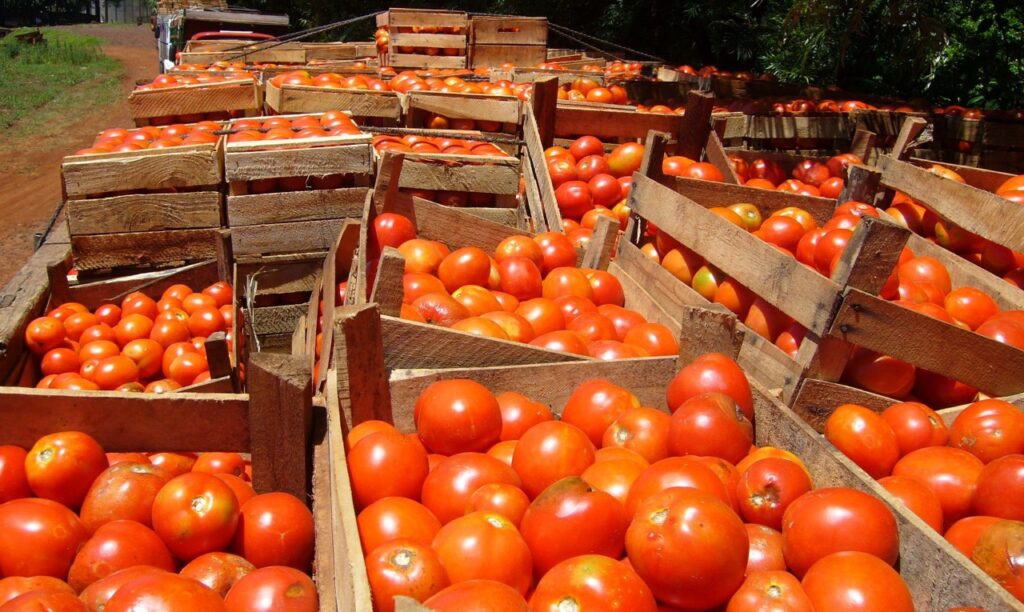 Productores de tomates perjudicados por el contrabando en Concepción