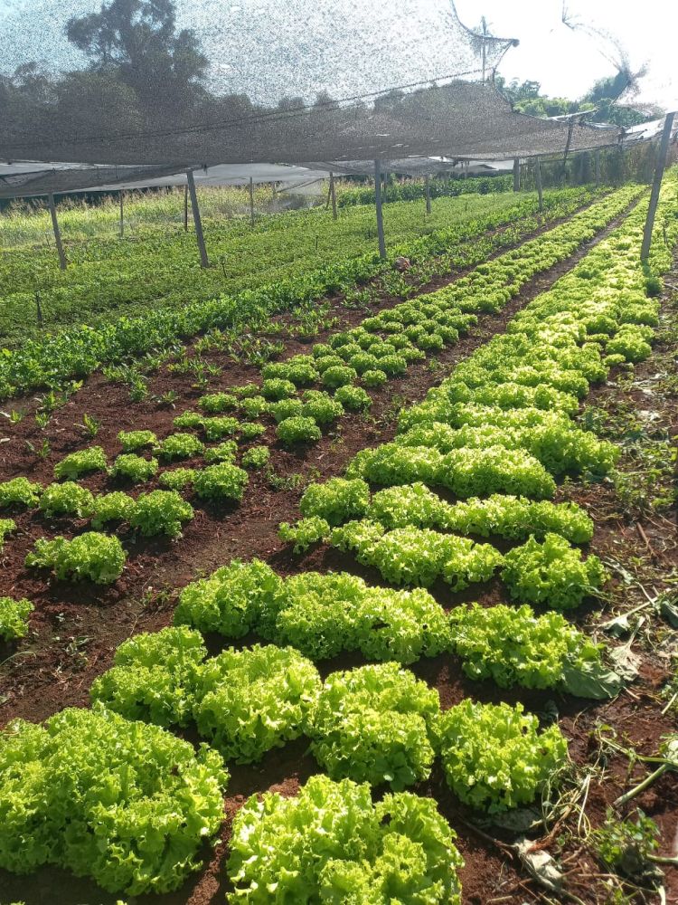 Lluvias del fin de semana favorecen a hortigranjeros de Alto Paraná