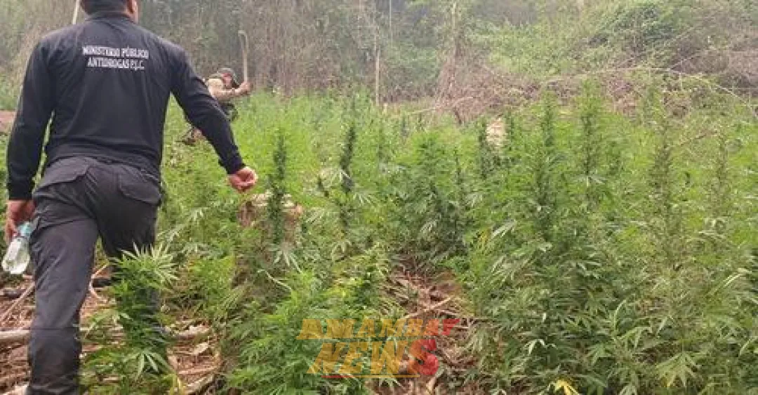 SENAD desmantela estructura de producción y acopio de marihuana en Zanja Pytã