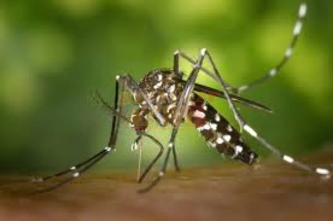 Alertan sobre brotes de dengue en la región, a fin de garantizar diagnóstico temprano y atención oportuna