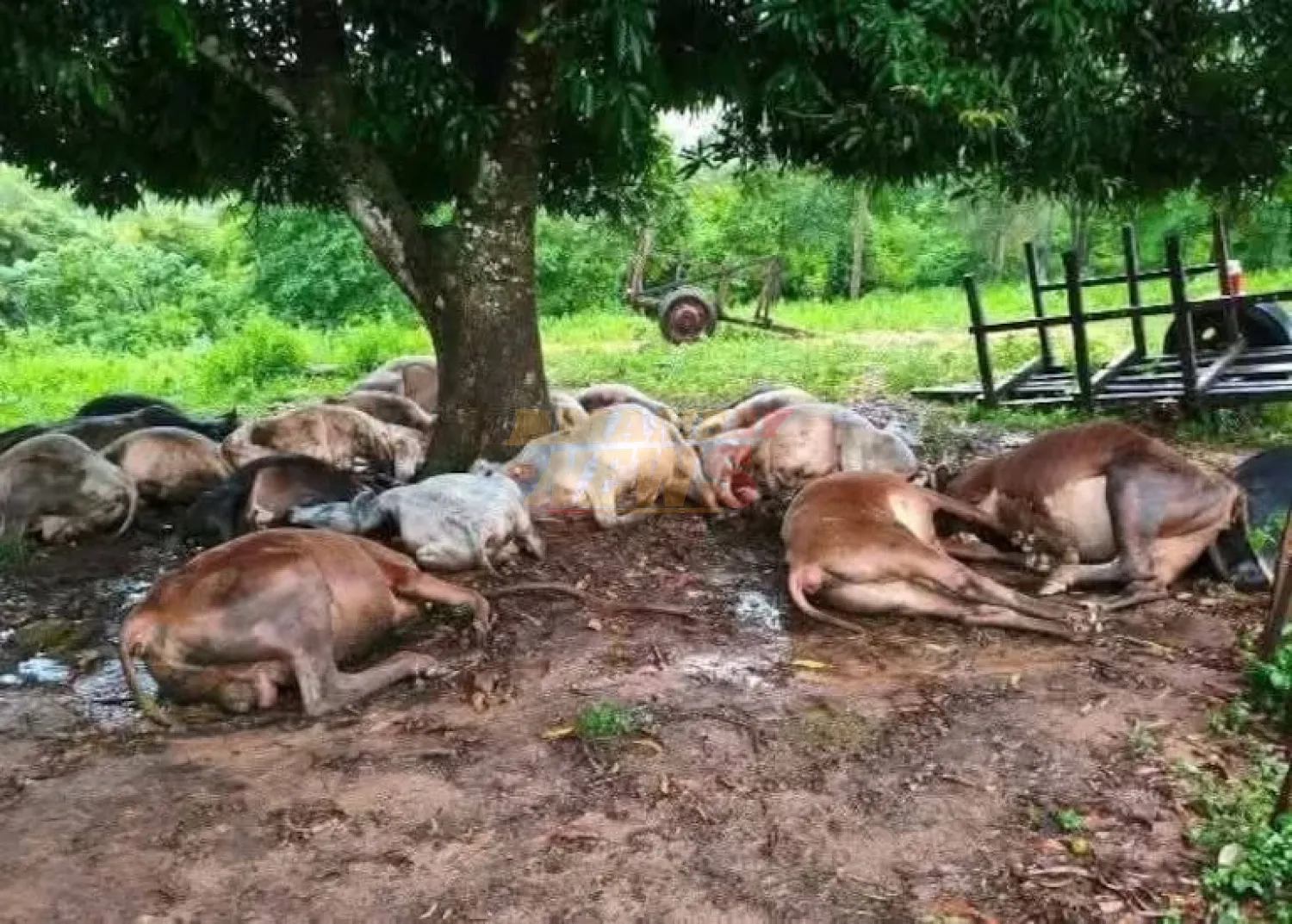 Rayo mata a 19 vacunos durante fuerte temporal en Santa Cecilia