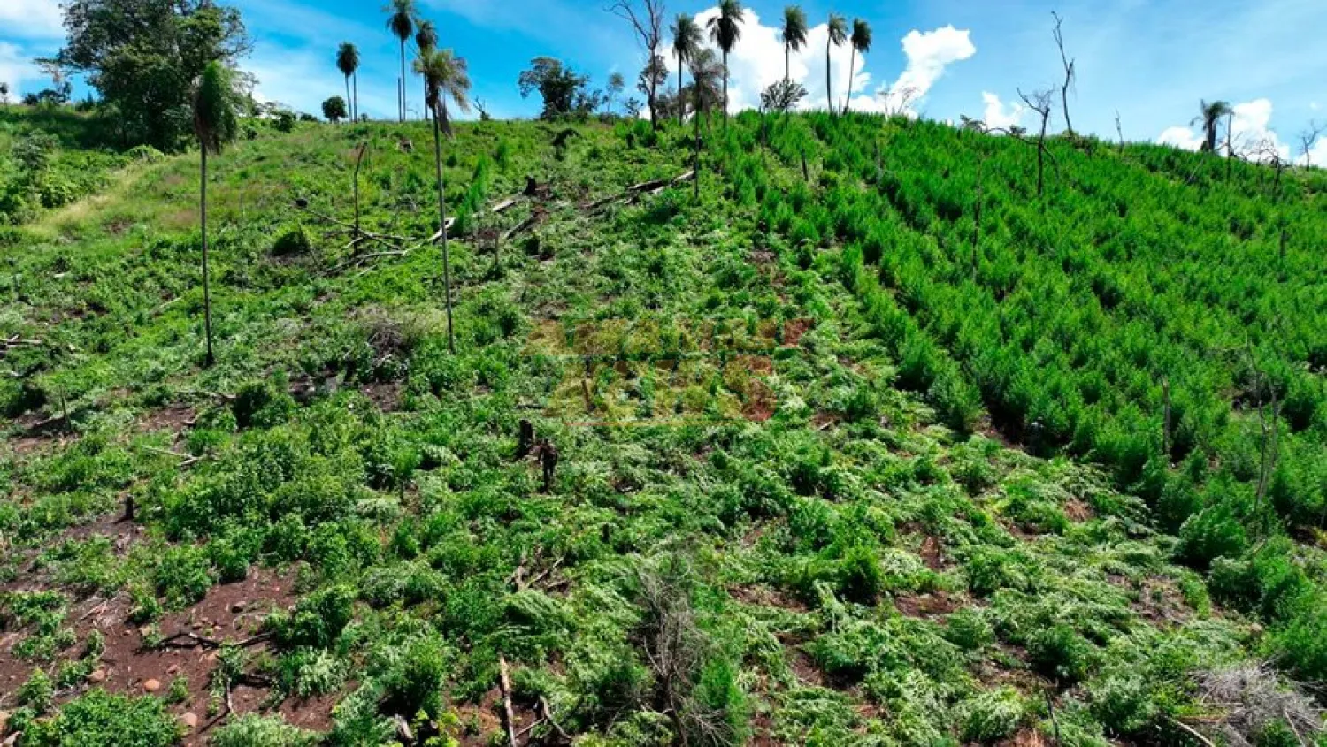 En dos jornadas de incursiones se erradicaron más de 300.000 kilos de marihuana en Amambay y Caazapá