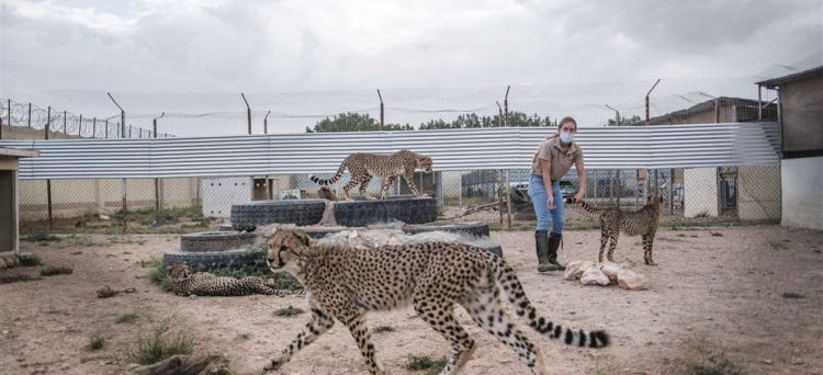 En el Cuerno de África, Somalilandia es epicentro del tráfico de guepardos