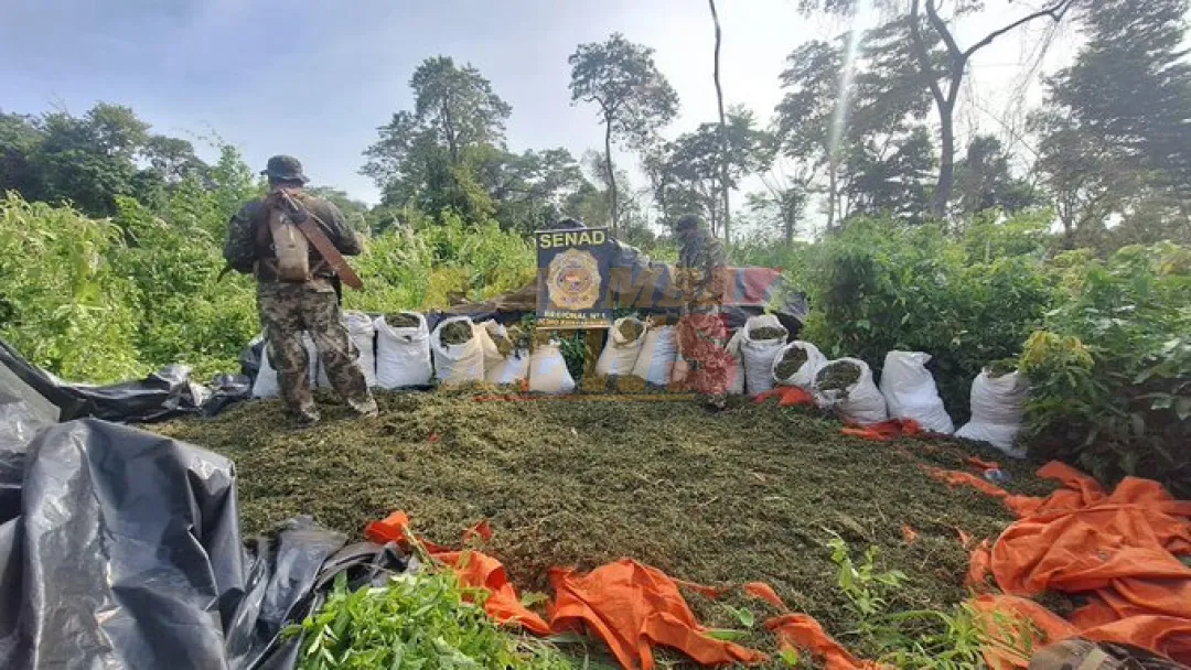 SENAD desmantela campamentos y anula 20 toneladas de marihuana en Cerro Corá