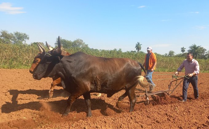 El ministro Carlos Giménez participó del lanzamiento de la Campaña Cultivo de Papa en La Colmena, Paraguarí