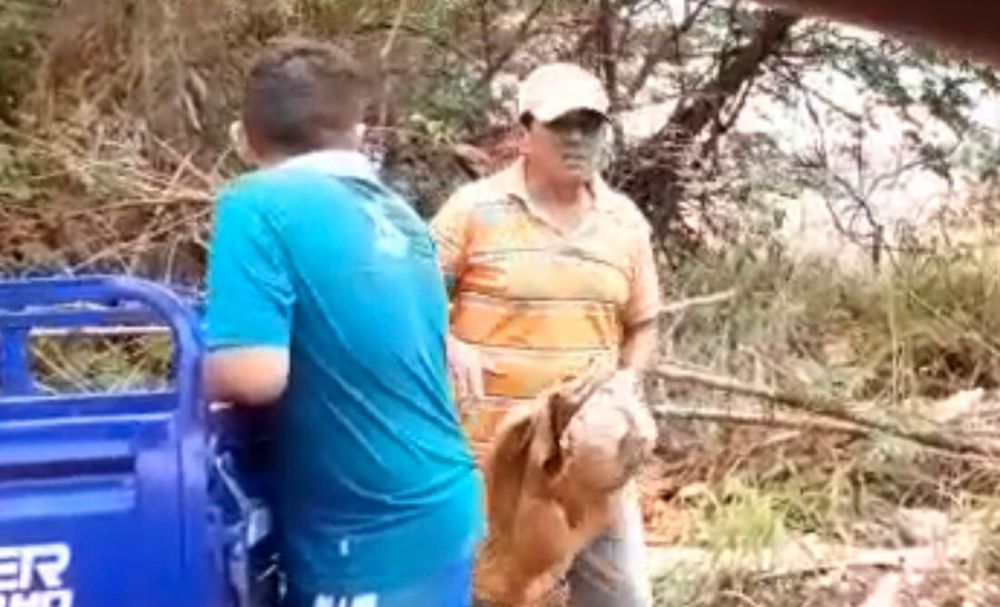 Puercos motorizados en Pedro Juan Caballero