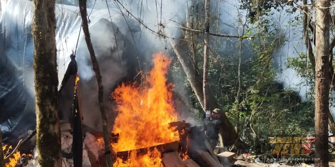 Eliminan cerca de 7 toneladas de marihuana durante operativo en Yby Pyt