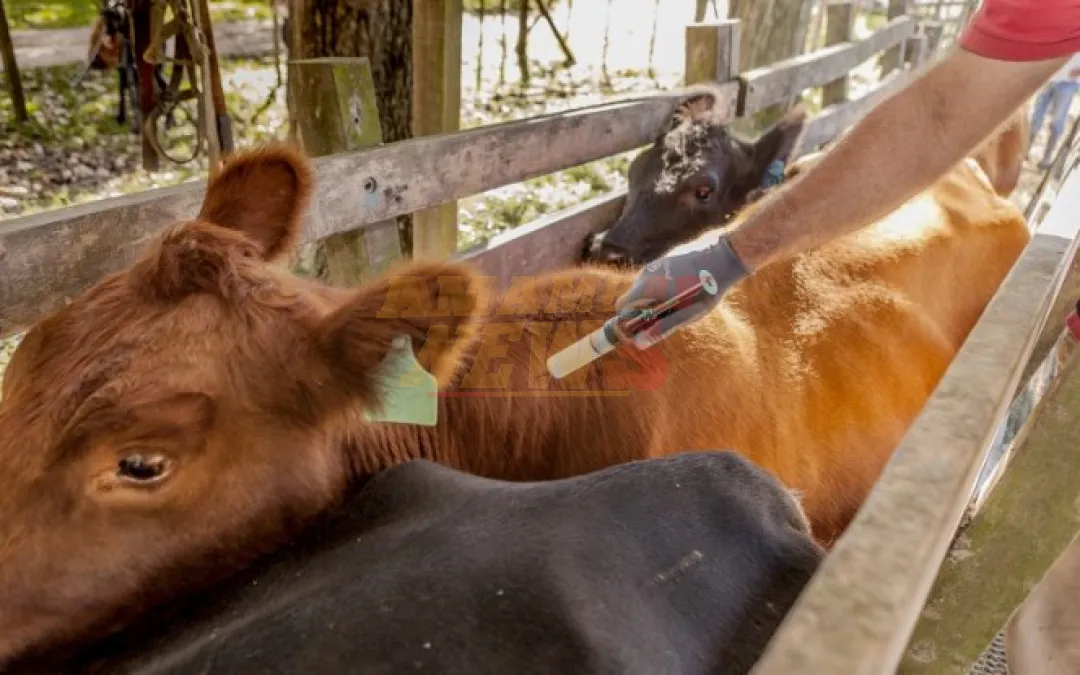 Senacsa cierra periodo de vacunación antiaftosa con más de 12,7 millones de animales inmunizados