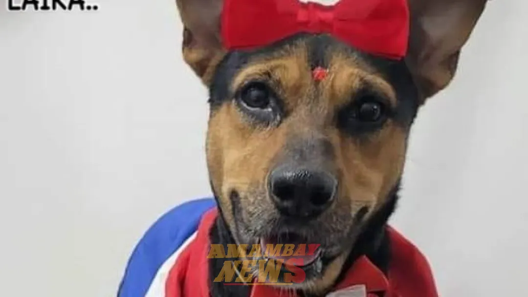 Murió Laika, la heroína que luchó contra un delincuente para defender a su humano