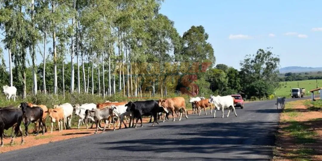 Coordinan acciones para prevenir siniestros por animales sueltos en rutas