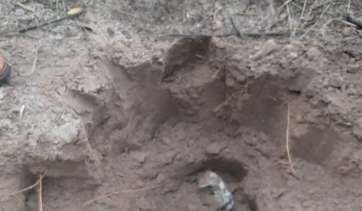 Hallan celular del veterinario secuestrado, imputan a 5 implicados