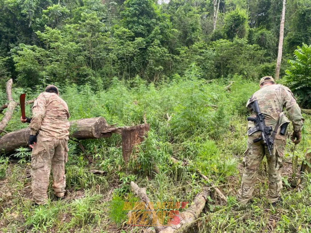 Senad anula cultivos de marihuana instalados en reservas naturales de Alto Paraná
