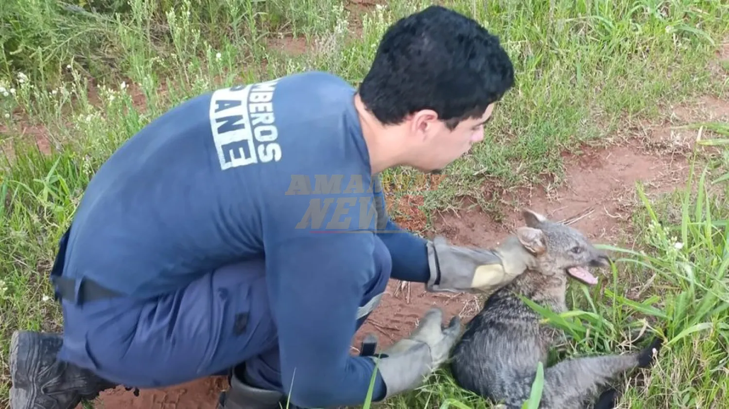 Aguara’i es rescatado por bomberos con una pata fracturada en Guarambaré