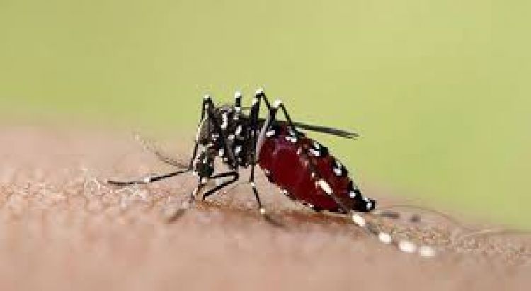 Salud reporta 12 casos de dengue en el país