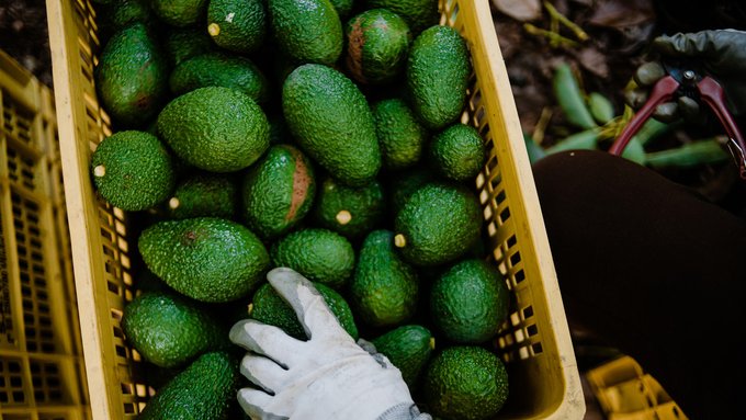 El aguacate mexicano no es del narcotráfico, asegura López Obrador