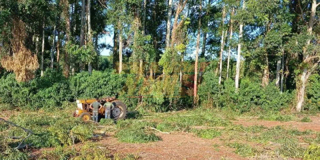 Caída de árboles deja cuatro muertos en menos de tres meses en Itapúa