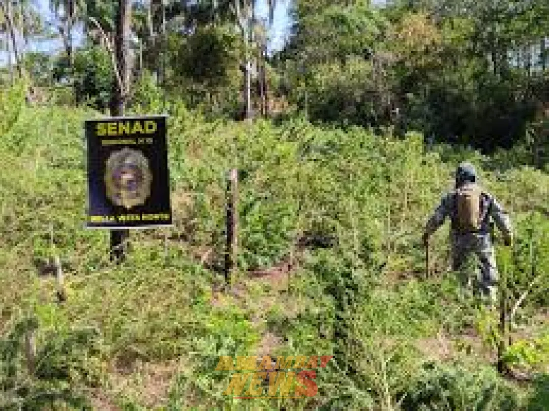 Eliminan plantaciones de marihuana en Bella Vista Norte