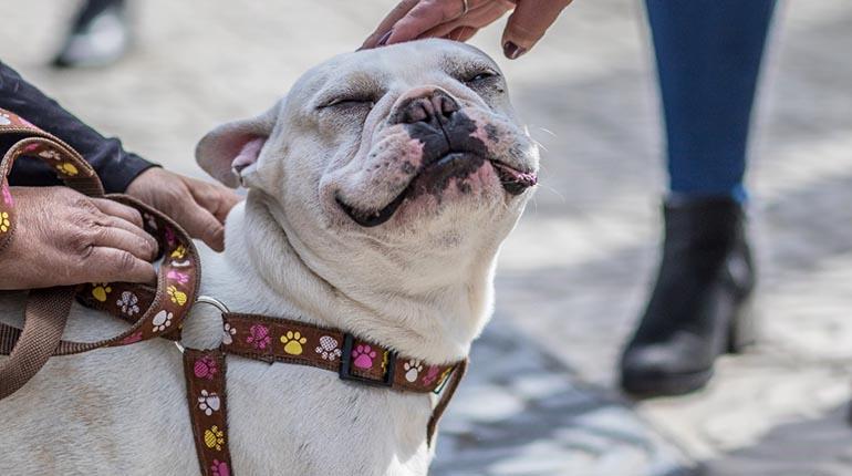¿Cómo calmar y cuidar a tus mascotas de los fuegos artificiales?
