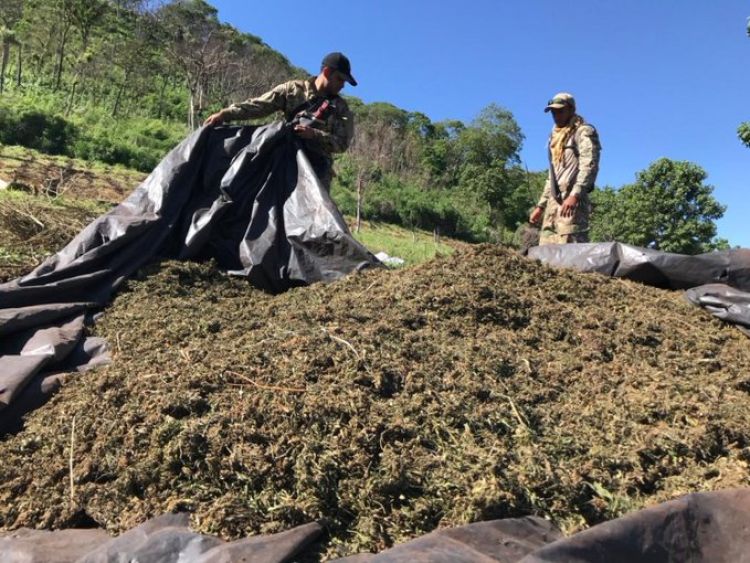 Intervienen 71 hectáreas de marihuana en Amambay