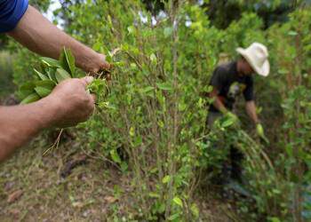 Qué hay detrás de la expansión del tráfico de cocaína en Bolivia