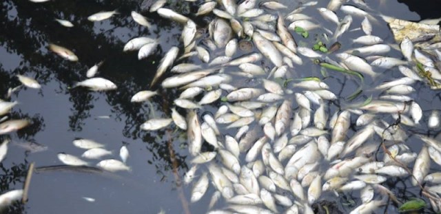 Mades recolecta muestras de agua del río Paraguay por mortandad de peces
