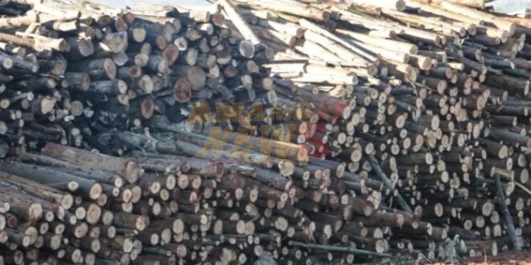Exportación de madera aserrada aumenta 76% mediante impulso de plantaciones forestales