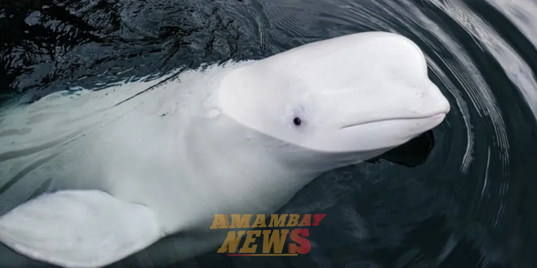 ONG Marine Mind informó sobre la muerte de la “ballena blanca espía” en Noruega