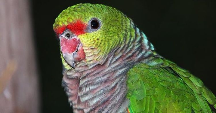 Realizan primer conteo anual en la semana de los loros