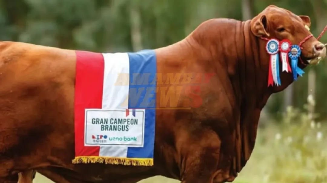 Toro paraguayo Brangus conquista el título mundial