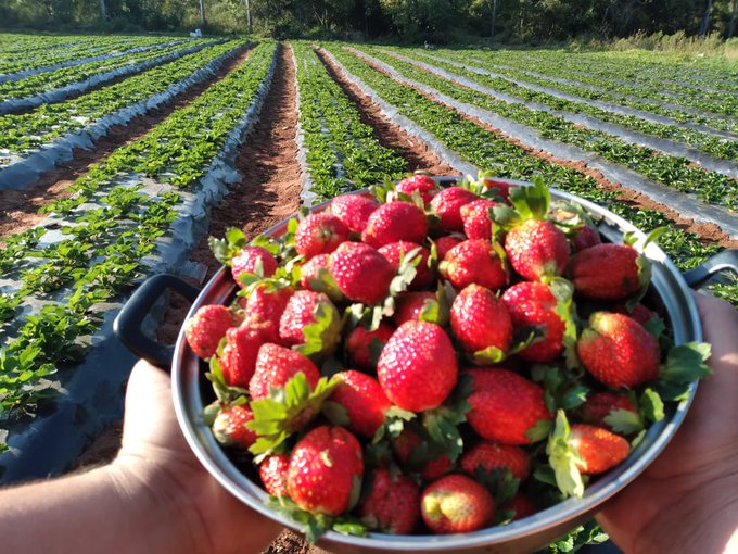 Arrancó la Expo Frutilla, el evento que deleita paladares