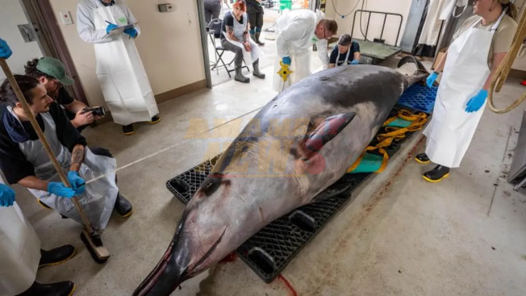 La ballena más rara del mundo hallada en Nueva Zelanda pudo morir de un golpe en la cabeza