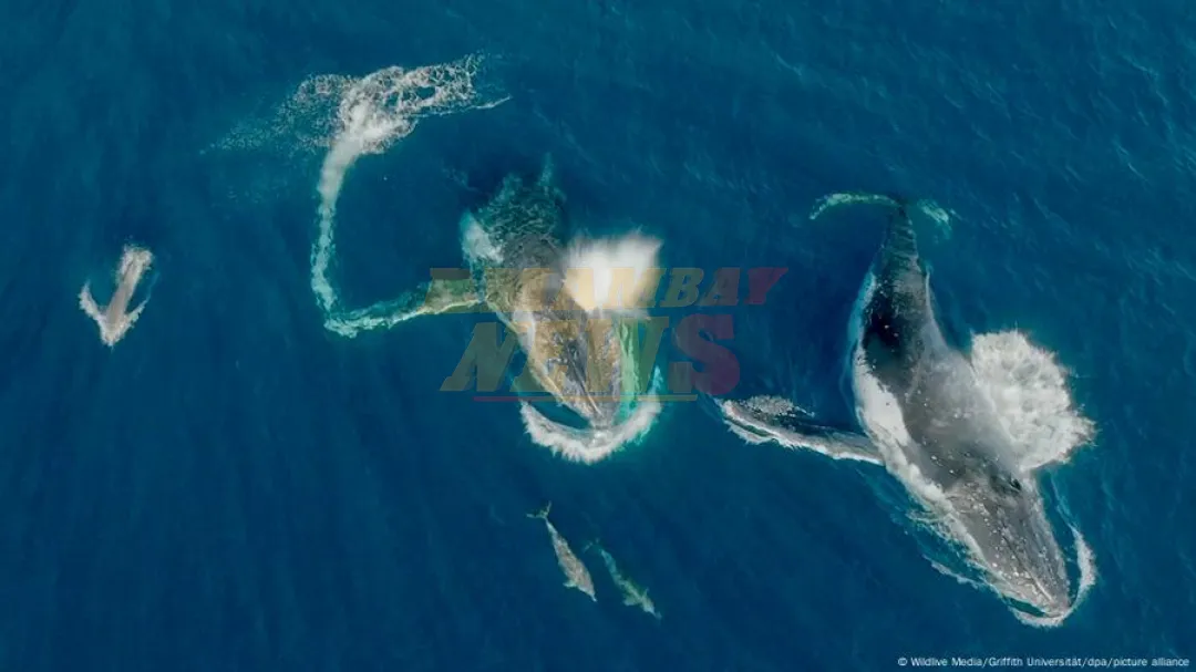Científicos captan a ballenas y delfines jugando juntos