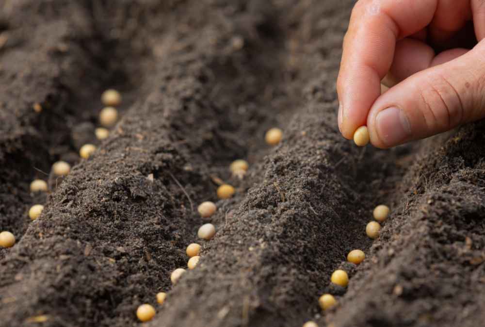 Con optimismo, productores esperan lanzamiento de la zafra 2023/2024
