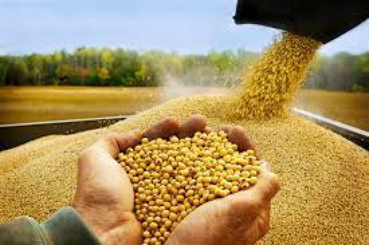 Sube costo logístico para exportación de soja y carne