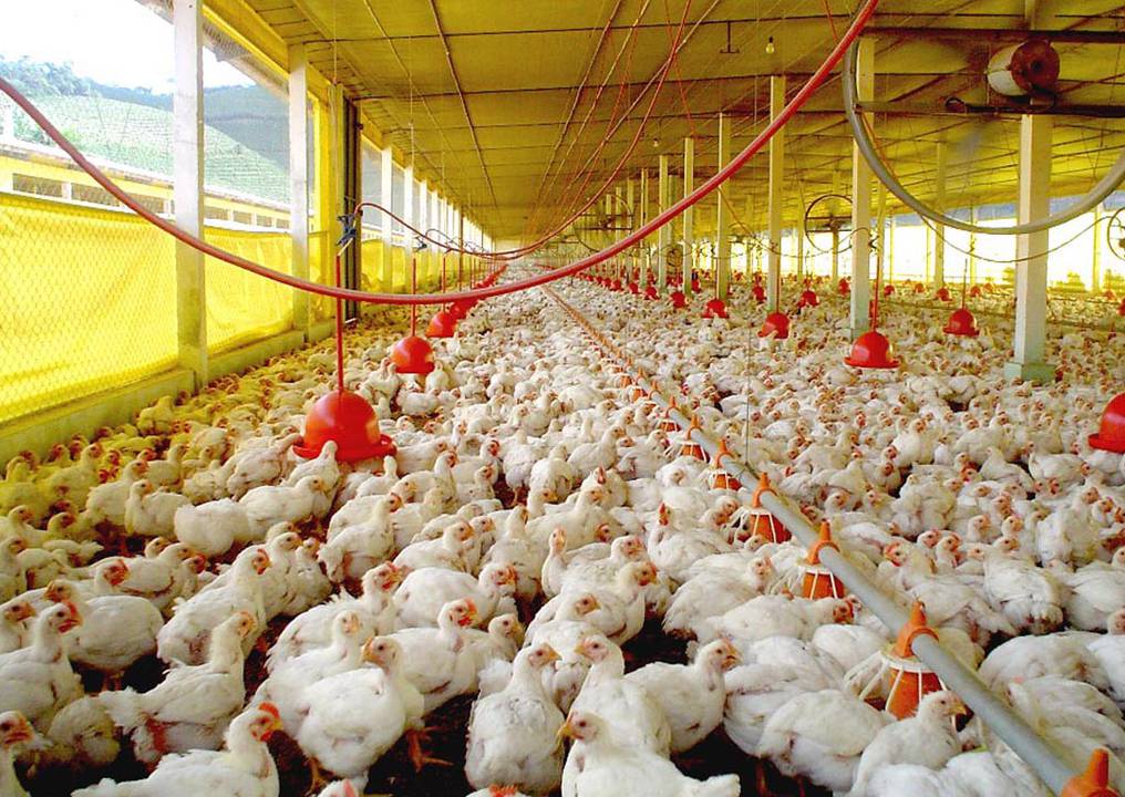 Contrabando de productos avícolas afecta a la industria local, sostienen
