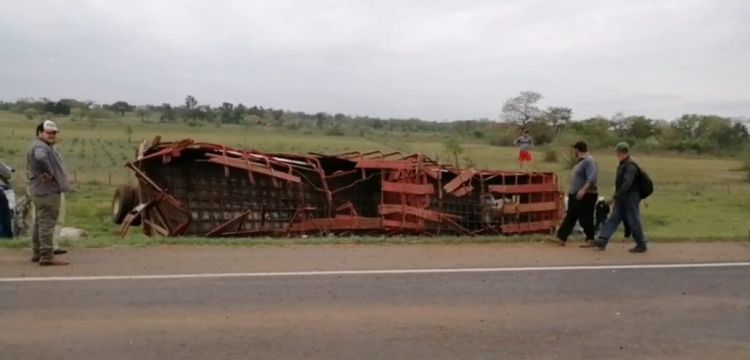 Concepción: Varios toros mueren en un accidente de tránsito