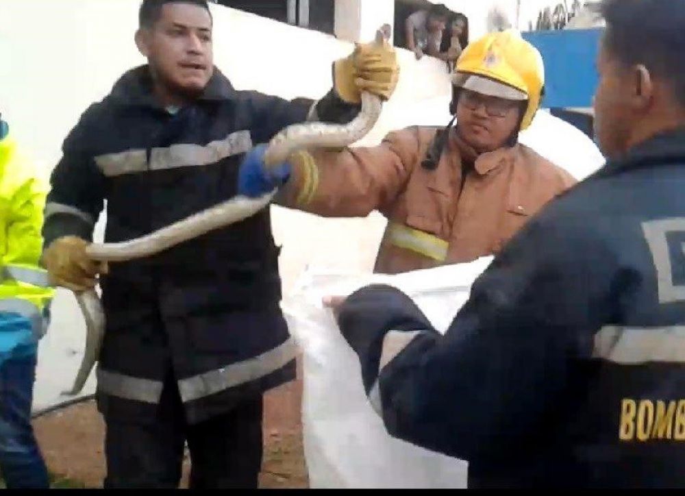 Serpiente en automóvil de una mujer ocasionó un gran susto en Concepción