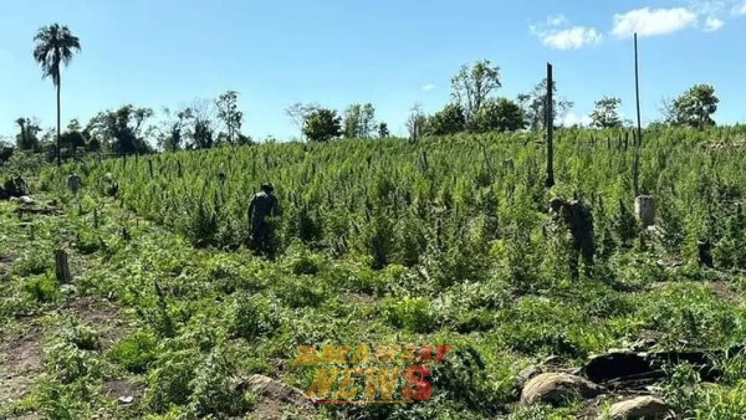 Destruyen 8 hectáreas de plantaciones de marihuana en Ype Jhu