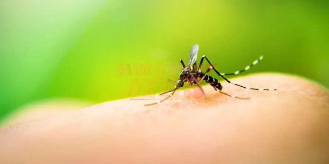 Confirman 4 nuevos casos positivos de dengue en IPS