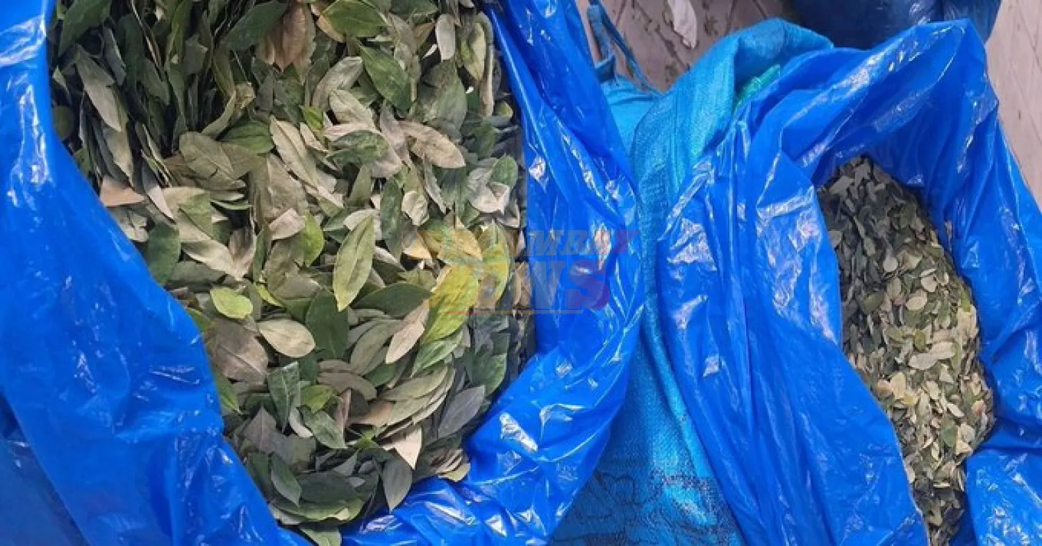 La OMS mantiene la coca entre las sustancias más peligrosas por su fácil conversión en cocaína