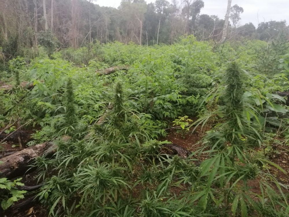 Detectan gran deforestación para producción de marihuana en Parque Nacional de Caazapá