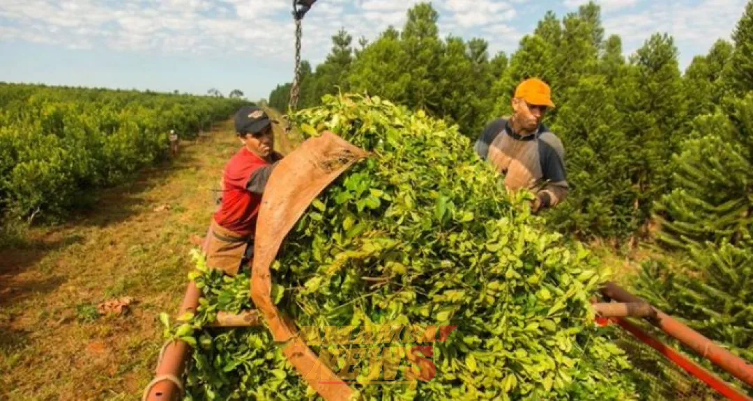 Reiteran pedido de apoyo para productores de yerba mate